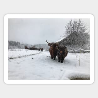 Scottish Highland Cattle Cow and Calf 1600 Sticker